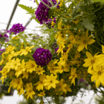 Hanging basket of flowers in yellow